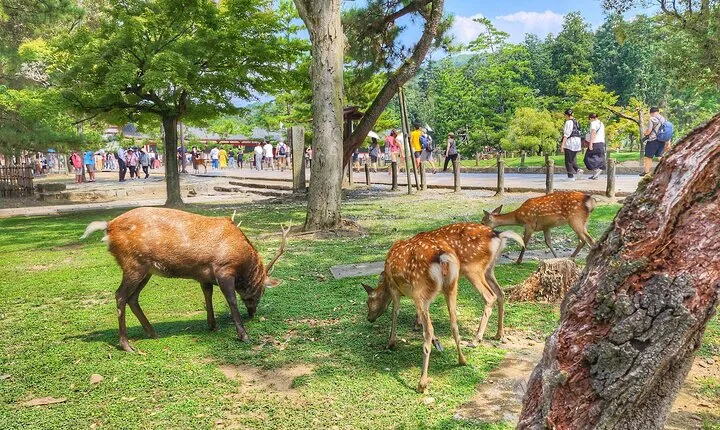 Nara Todaiji Kasuga Taisha Private Full Day Tour From Kyoto