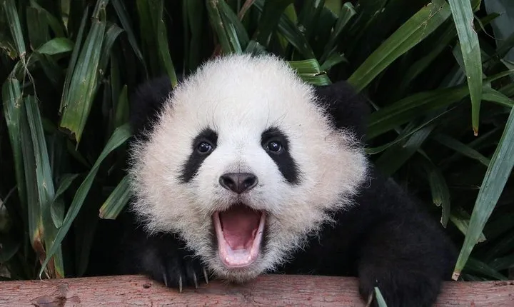 Private Panda Tour with Cooking Class One-day Trip