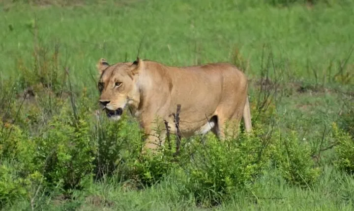 Trip for backpackers – Ngorongoro, Tarangire, Mt. Oldeani