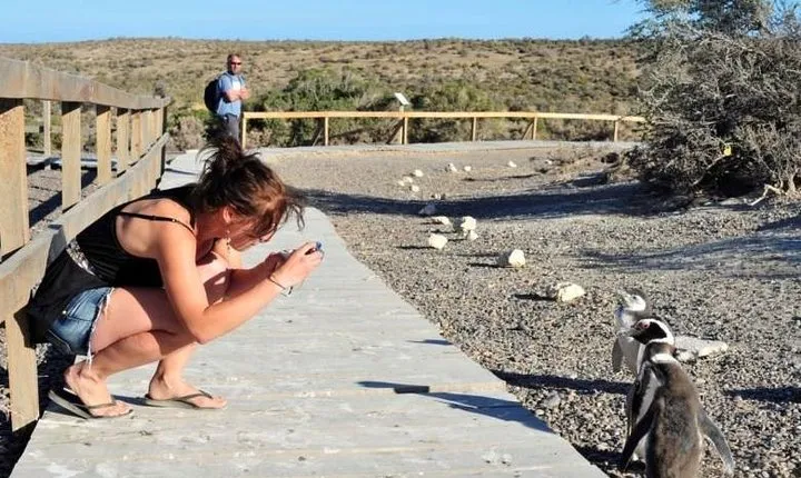 Shore Excursion Punta Tombo with box lunch & entry fee - Madryn
