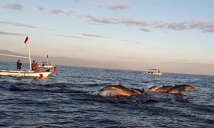 Lovina Sunrise Dolphin with option snorkeling and waterfall