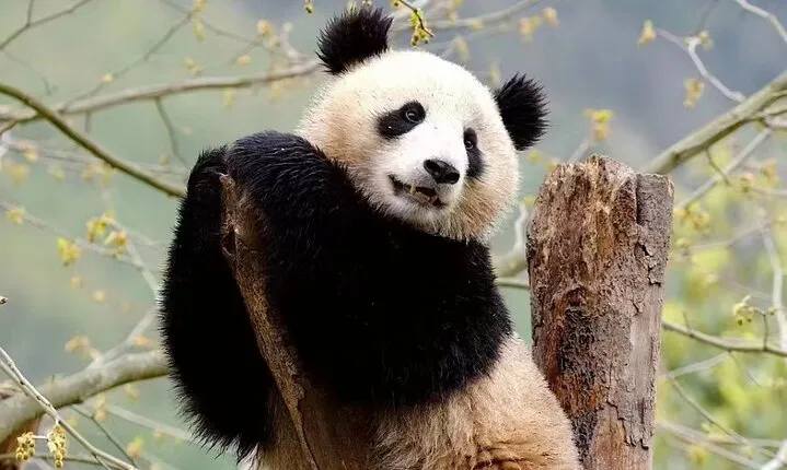 3-Day Classic Chengdu to Jiuzhaigou and Huanglong Flight Tour