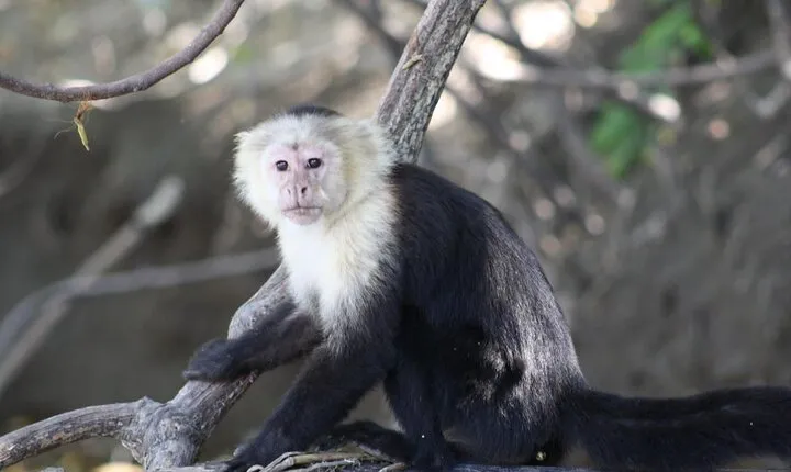 Palo Verde National Park Safari Boat Tour