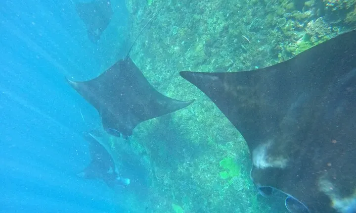 Snorkeling With Manta Rays in Nusa Penida and 4 Other Spots