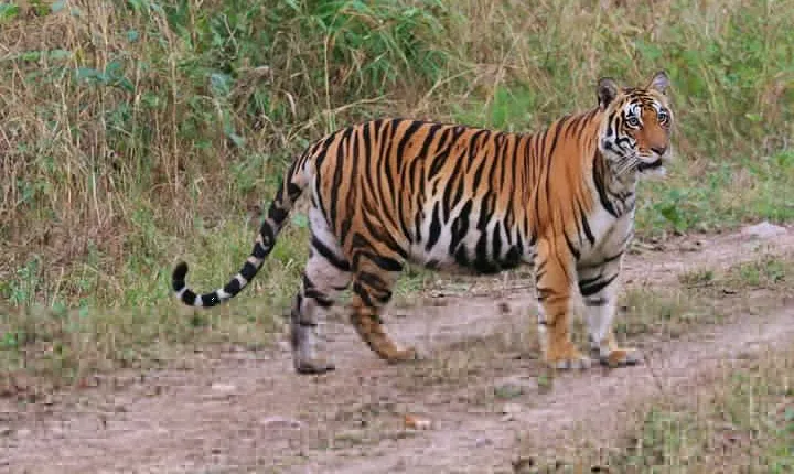 Sariska Tiger Reserve Tour Of India