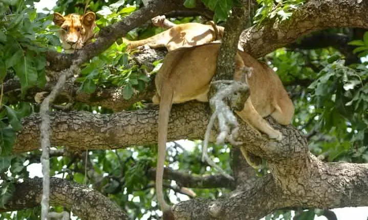 4 Days Group Joining Camping Safari to Tarangire Serengeti Ngorongoro Crater