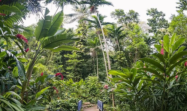Private Transfer to Konoko Falls Botanical Gardens