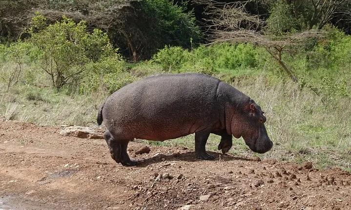 Private Half Day Tour at Nairobi National Park