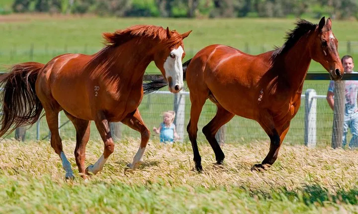 Living Legends Champion Racehorse Guided Tour