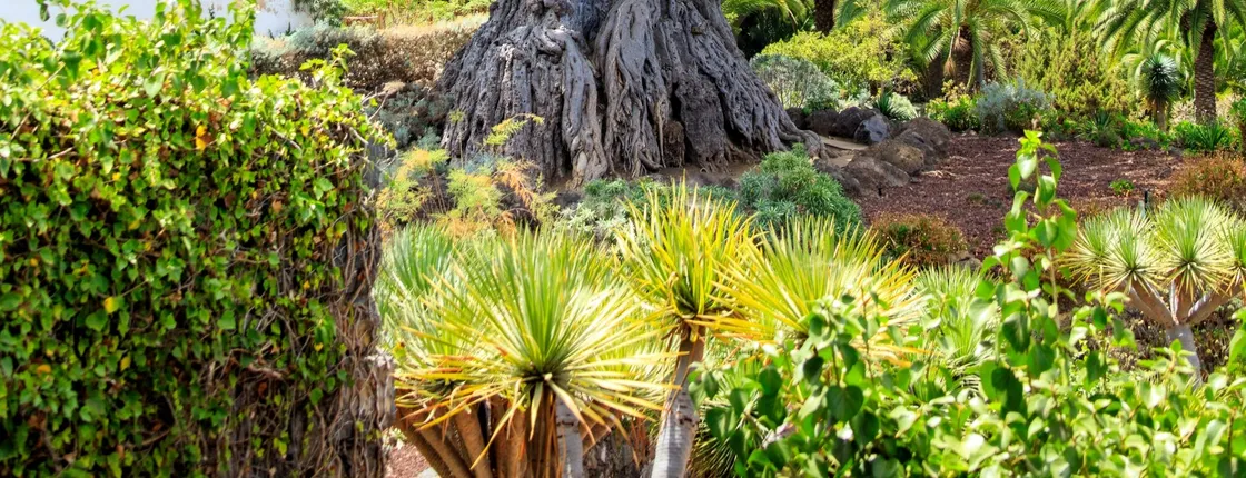 Millenial Dragon Tree Park Tenerife