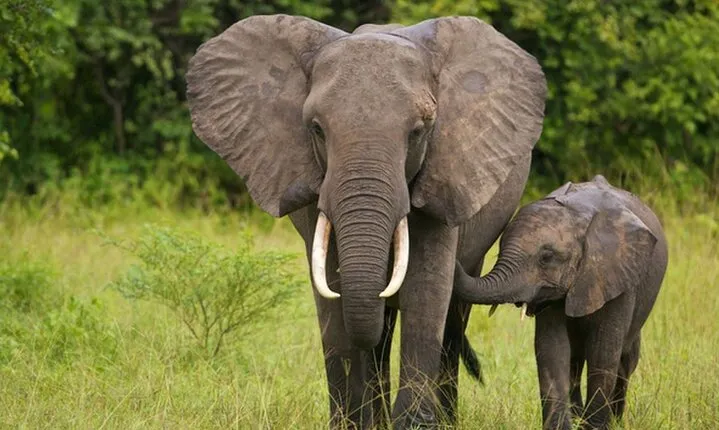 Durban: Tala Game Reserve, Natal Lion Park & Phezulu Safari
