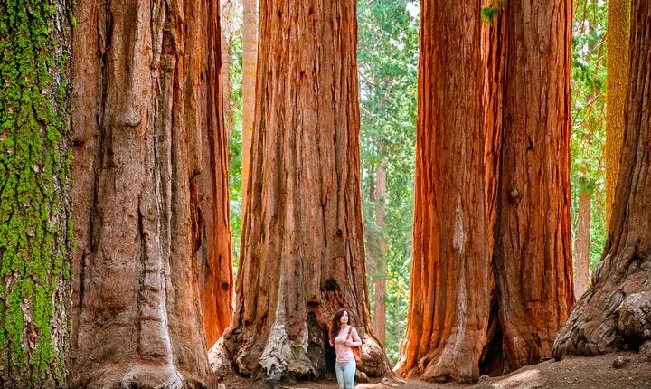 Yosemite Highlights: 5-Day Tour from San Francisco
