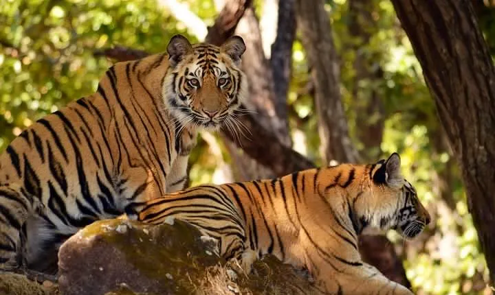 Taj Mahal, Tigers and Wildlife from Delhi
