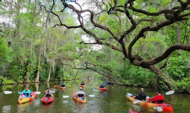 Dora Canal Half-Day Kayak and Paddle Board Rental Adventure