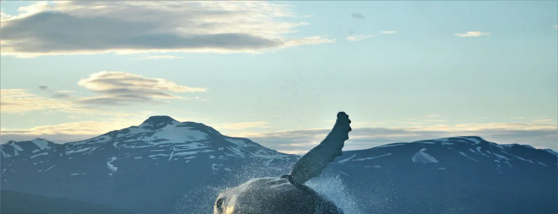 Akureyri Classic Whale Watching