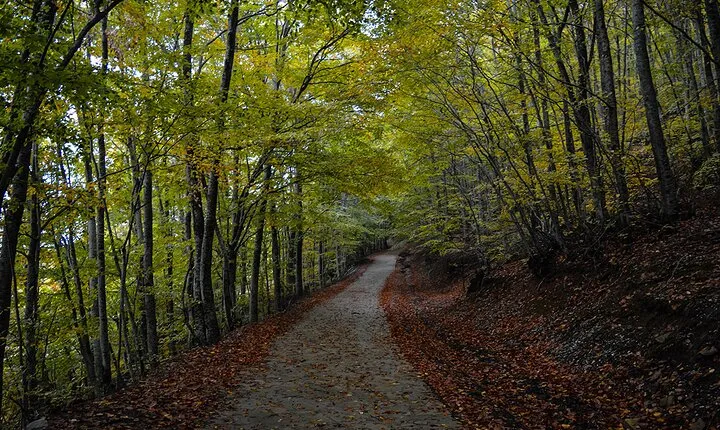 Private Tour in the Chestnut Forest of Steni Evia
