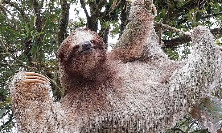 Costa Rica Sloth Tour in La Fortuna