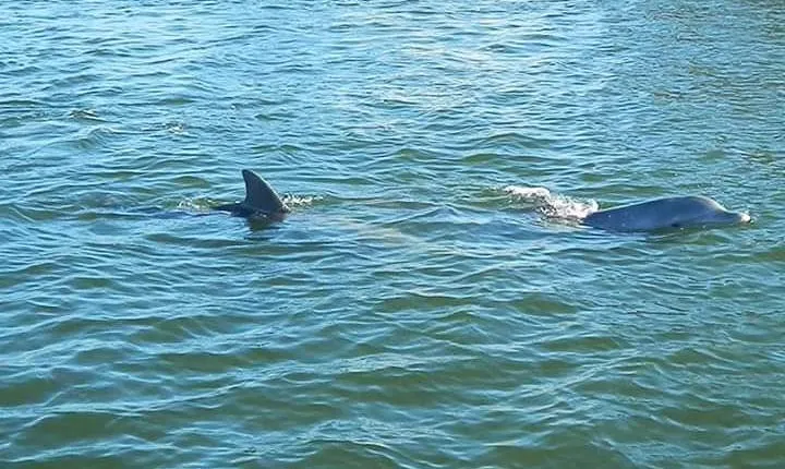 Guided Two Hour Boat Tour of the Indian River Lagoon