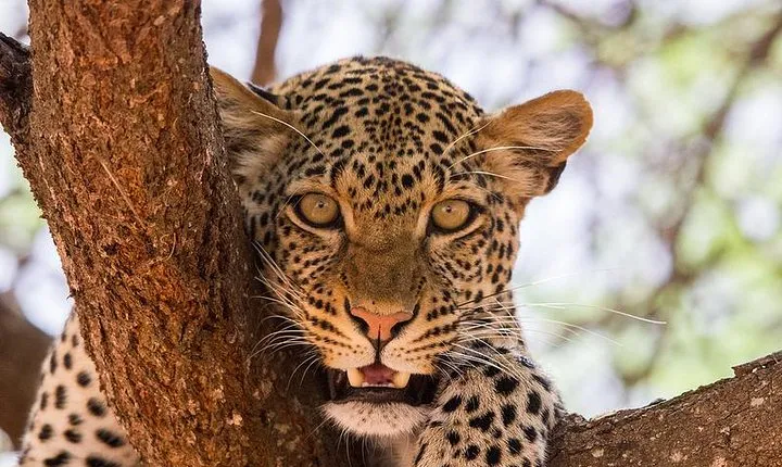 Private Tsavo East & Tsavo West 3days Wildlife Safari From Mombasa