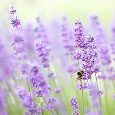 Private Day Tour of an authentic Lavender Farm