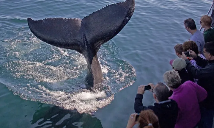 Whale Watching Trips to Stellwagen Bank Marine Sanctuary. Guaranteed sightings!