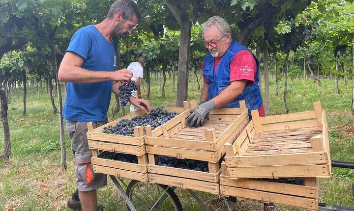Discover the Amarone wine: 1 winery with delicious food pairing