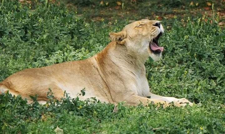 3-Day Wildlife Safari in Queen Elizabeth National Park 