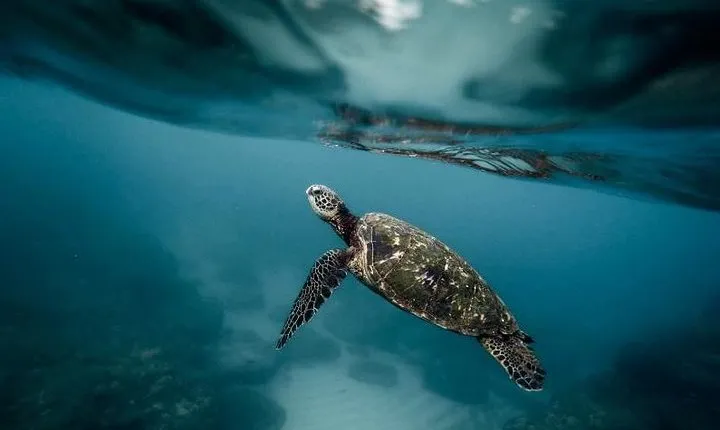 Pescador Island with Sardines & Turtle and Canyoneering in Kawasan Falls