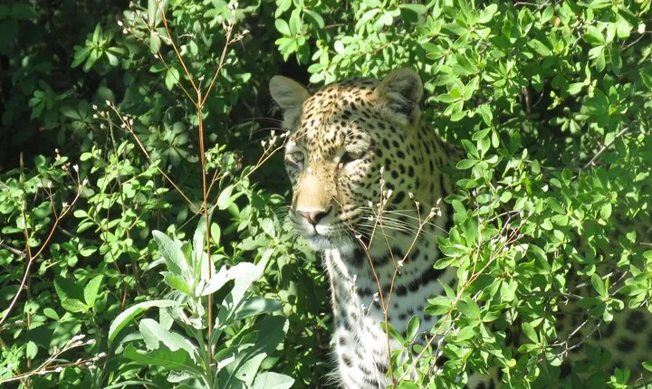 Outdoor Luxury Safari Experience