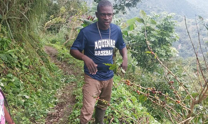 Jamaica Blue Mountain Coffee Tour and sightseeing experience