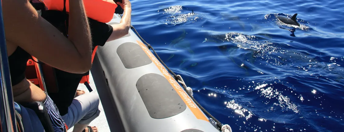 Dolphin & Whale Watching Speedboat Tour Ticket