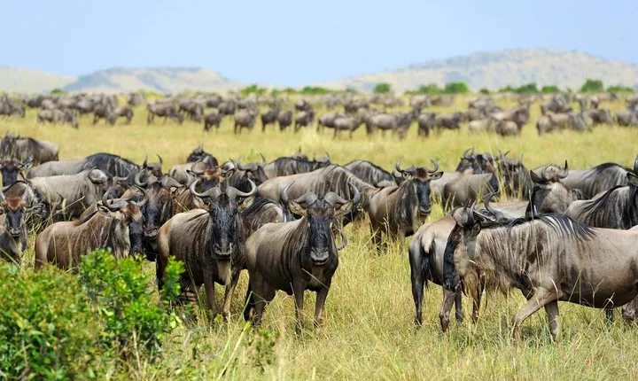 7-Day Luxury Migration Safari-Northen Tanzania