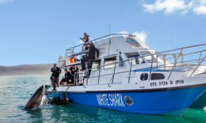 Shark Cage Diving - Adventure Meets Conservation!