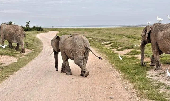 7 Days Kenya and Tanzania Wildlife Safari