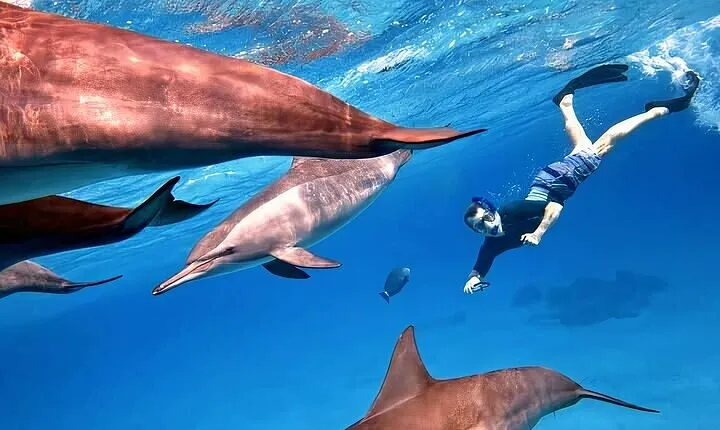 Sataya Dolphin House Snorkel from Marsa Alam