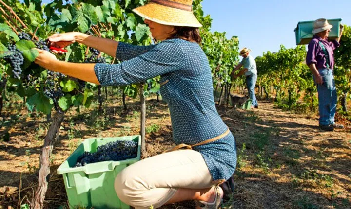 Ronda Organic Wine Tour from Marbella