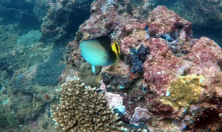 Night Diving in Negombo