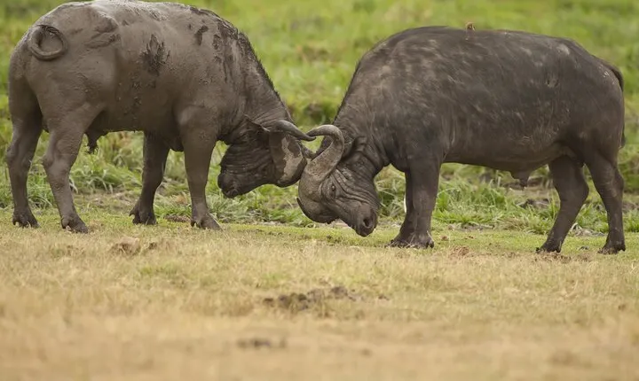 4 days 3 nights Safari- Tarangire, Serengeti and Ngorongoro Crater