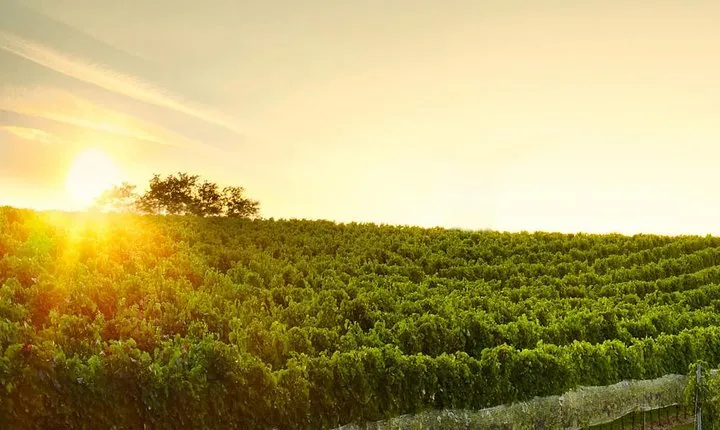 Great Wine Tour in Small Carpathian Hills