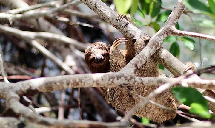  Roatan Island Tour & Daniel Johnson's Monkey and Sloth Hangout Tour