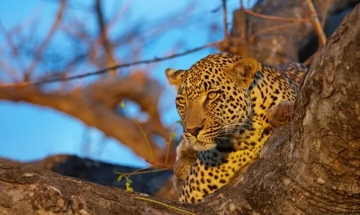 4-Day Kruger Tremisana or Masango Safari from Johannesburg