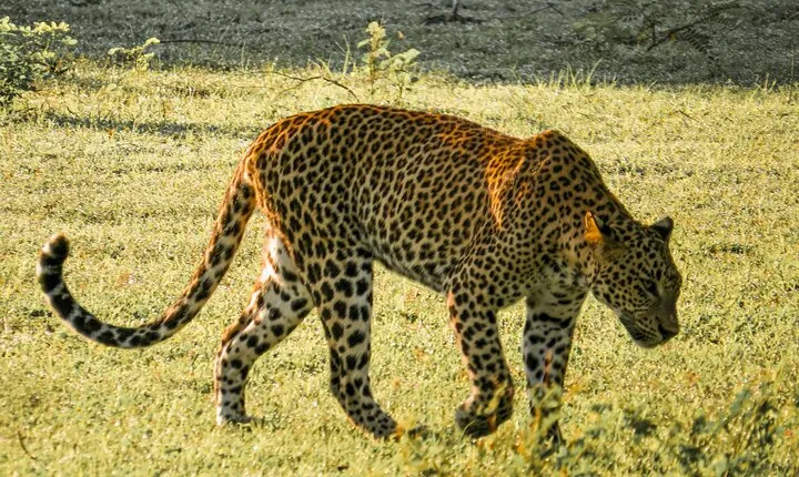 Yala National Park Safari from Hambantota Seaport