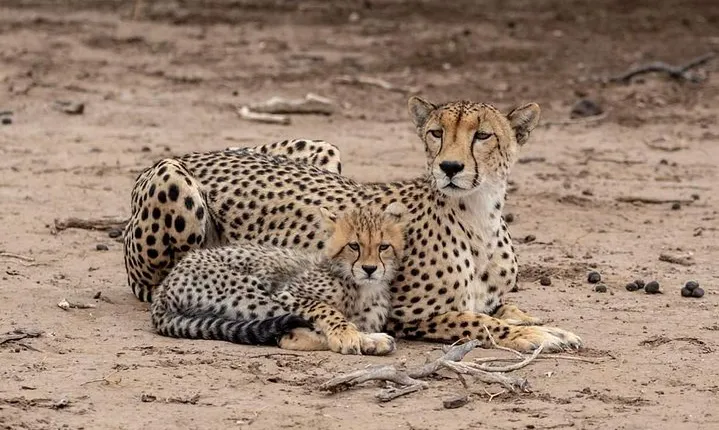 The Great 5 Days Tanzania Expedition