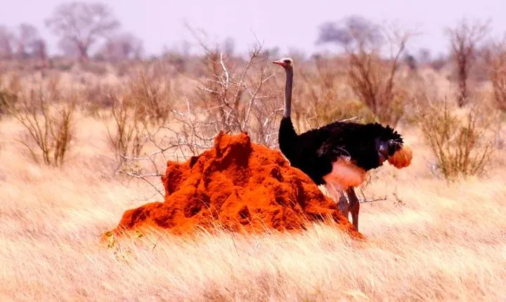 3 Days (2 nights); Tsavo East & West Safari:
