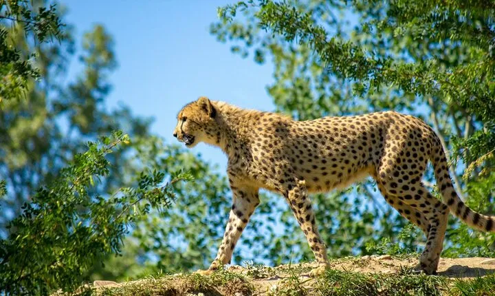 6 Days Luxury Safari Through Tarangire, Serengeti & Ngorongoro.