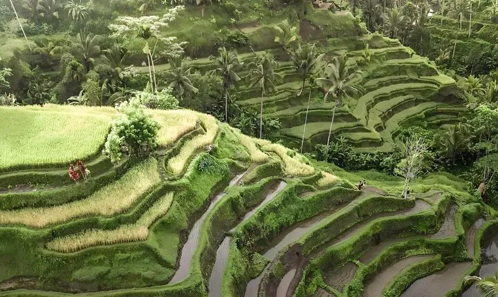 Bali Tour : Best Attractions in Ubud with Rice Terrace