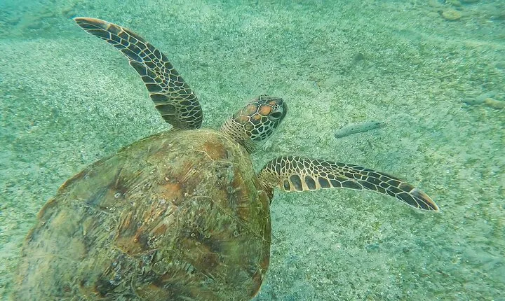 Snorkeling with Turtles in Mirissa