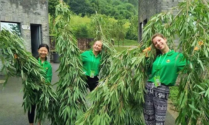 All Inclusive Wolong or Dujiangyan Panda Base Volunteering