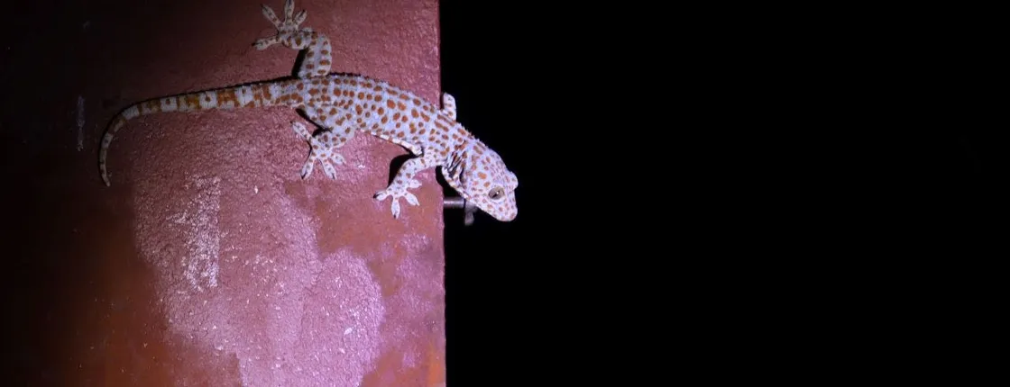 Langkawi rainforest guided tour after dark