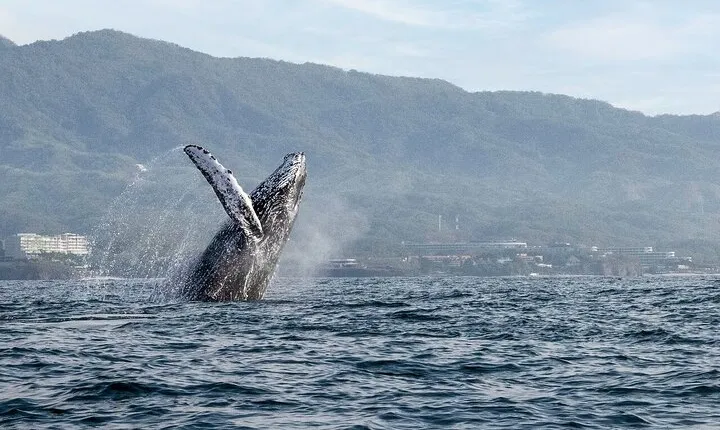 Whale Watching Guaranteed Experience in Puerto Vallarta